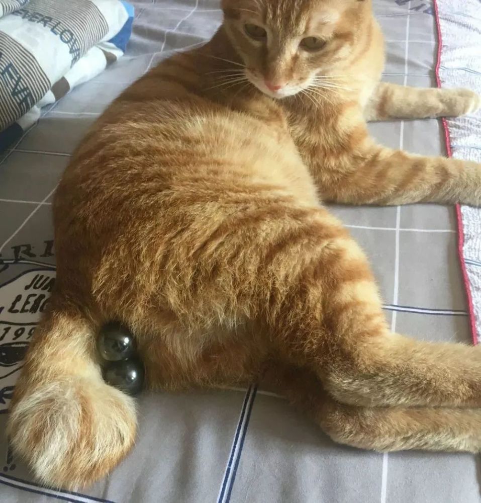 这种花色的猫咪蛋蛋,每3万只猫里才有一对!