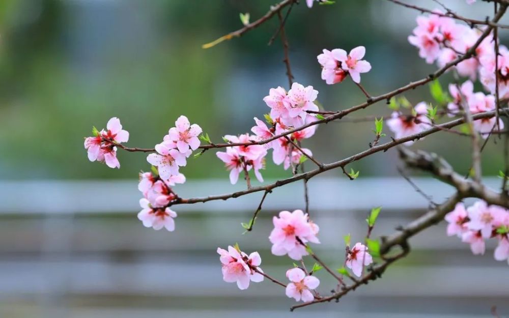 2021年"兰州桃花旅游节"即将启幕,快来安宁踏春色赏桃花吧