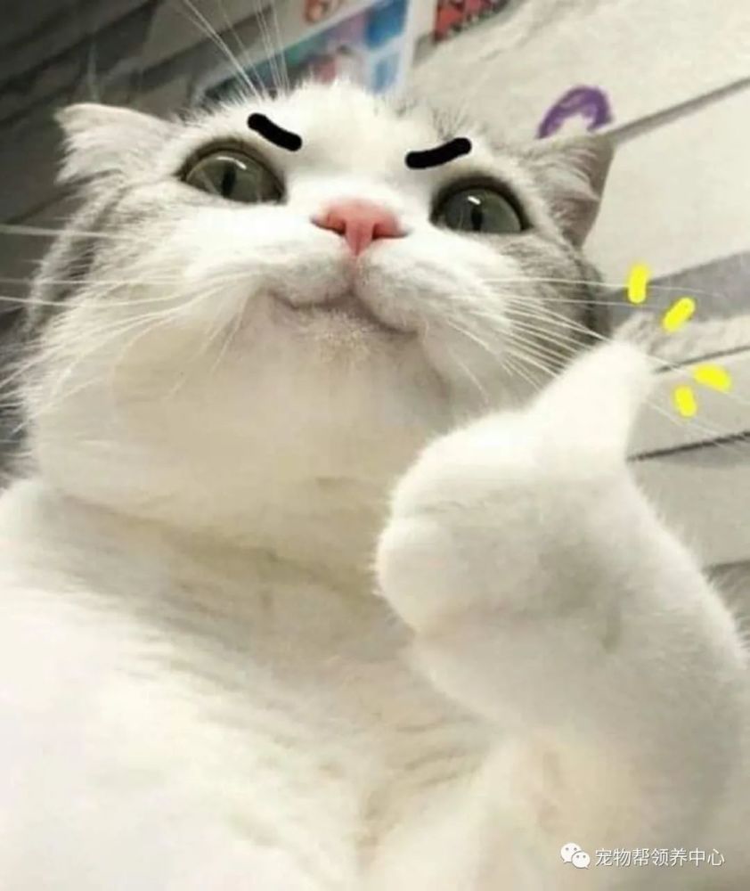猫咪一个动作意外火了,却招来剪指甲之