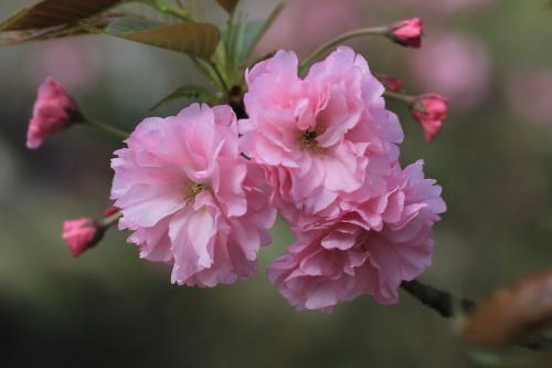 梅花樱花杏花桃花梨花 教你一眼快速分辨