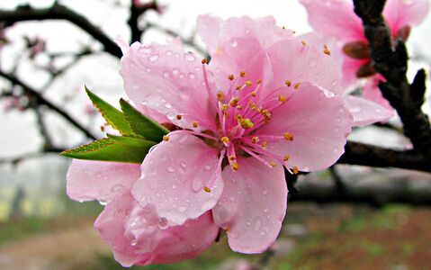 梅花樱花杏花桃花梨花 教你一眼快速分辨