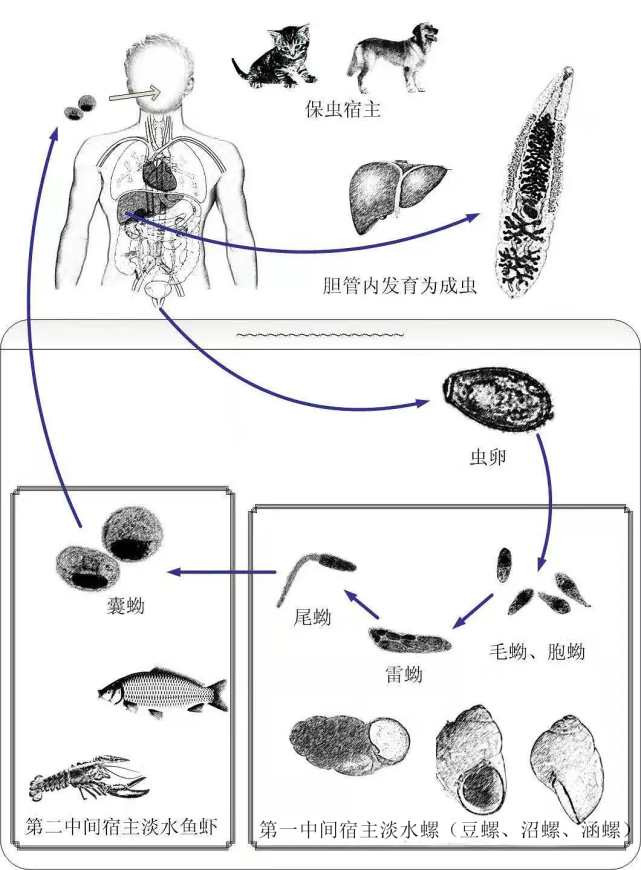 吃了一顿鱼生,让我深刻认识了寄生虫