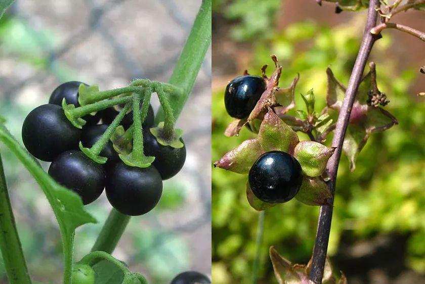 (龙葵,颠茄)