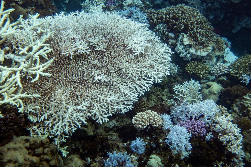 因珊瑚虫死亡而白化的珊瑚礁|图片来源:greenpeace