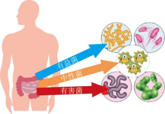 然而,生物学和医学研究却发现,其实人体并非