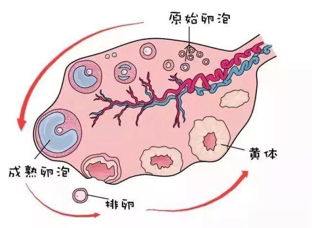 排卵的症状: 1.腹痛:这个时期往往卵子正在排出或是已经排出. 2.