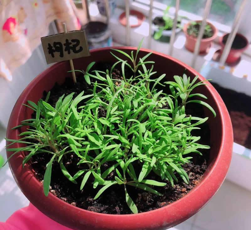 找到一把枸杞种在盆里变盆栽7天长芽以后年年摘果吃