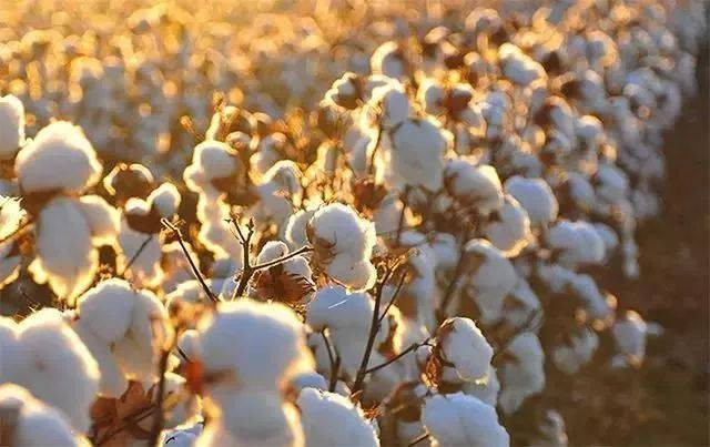 新疆棉事件的真相:表面是棉花问题,背后全是利益!