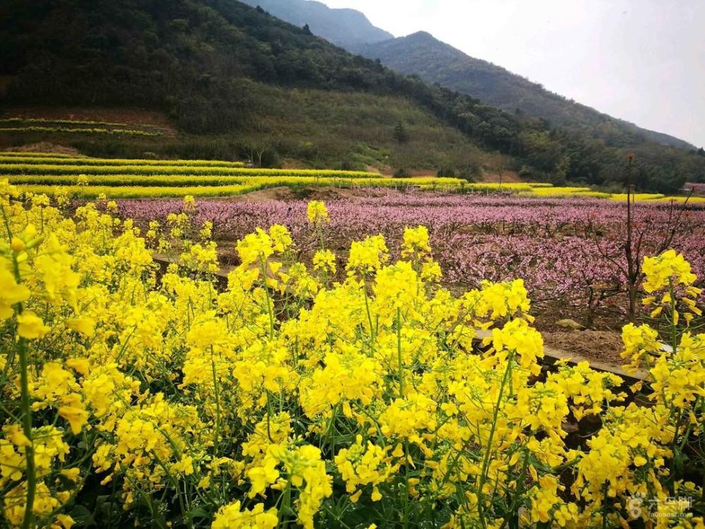 宁波奉化看油菜花的好地方,大堰首当其中第一位,还有两个好去处