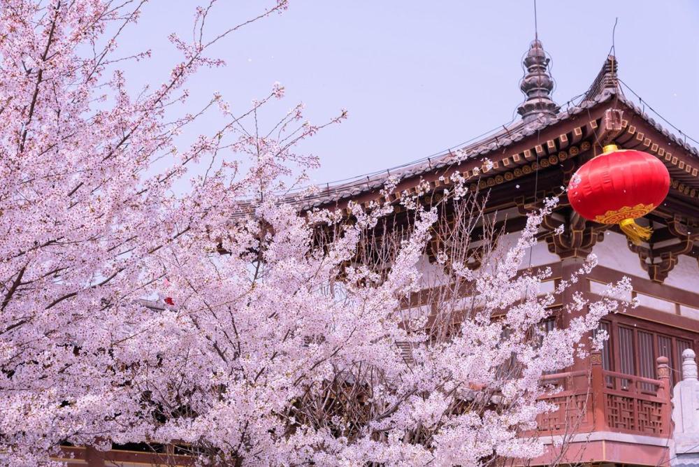 西安这处的赏花地走红,如今正值花季不要错过,就在青龙寺