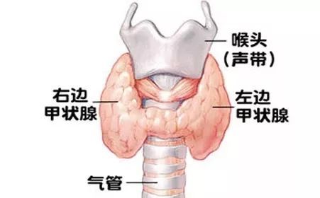 患有甲状腺结节的人越来越多了?这3个高危人群,得留个