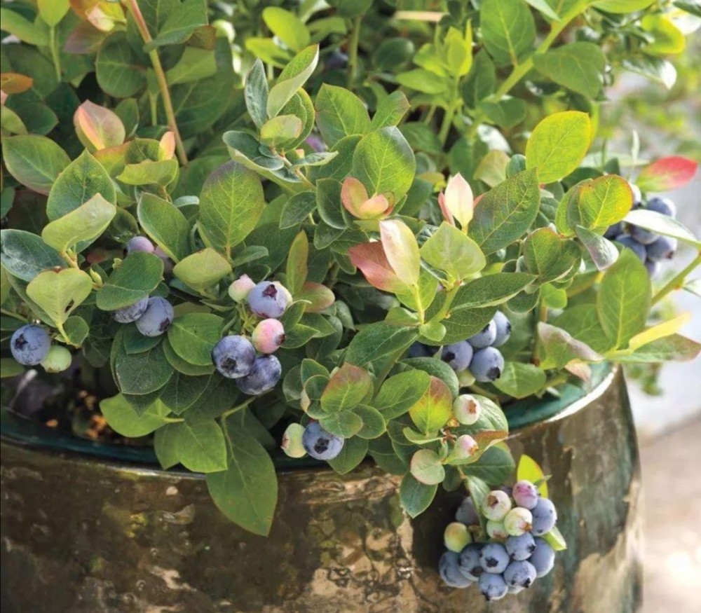 阳台养盆蓝莓树,既能用来观赏,还能吃到自己种出的蓝莓果