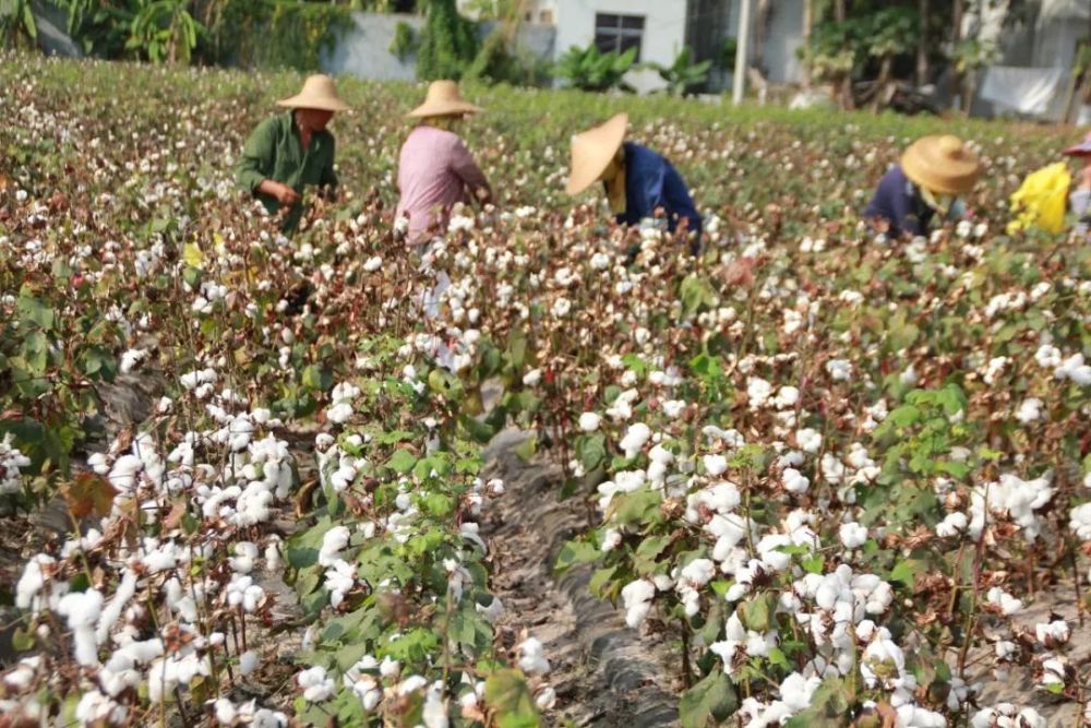 为什么是新疆的棉花?
