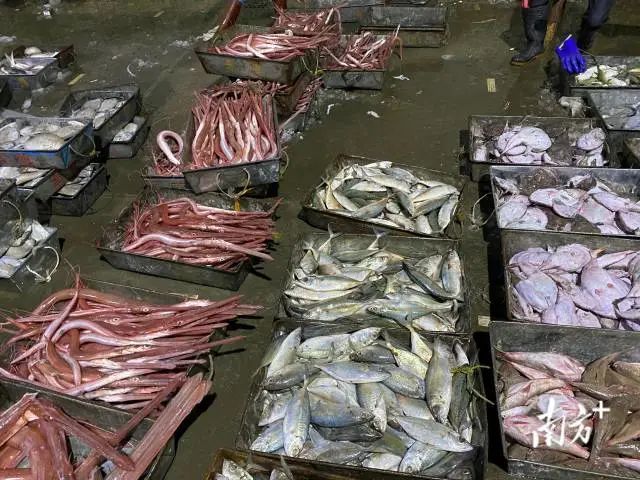 凌晨4时汕尾水产品批发市场的一幕