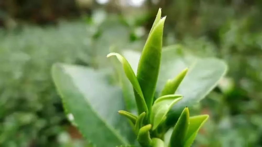 普陀山佛茶一年仅采一季春茶, 采茶最是注重"嫩",按照一芽一叶的标准