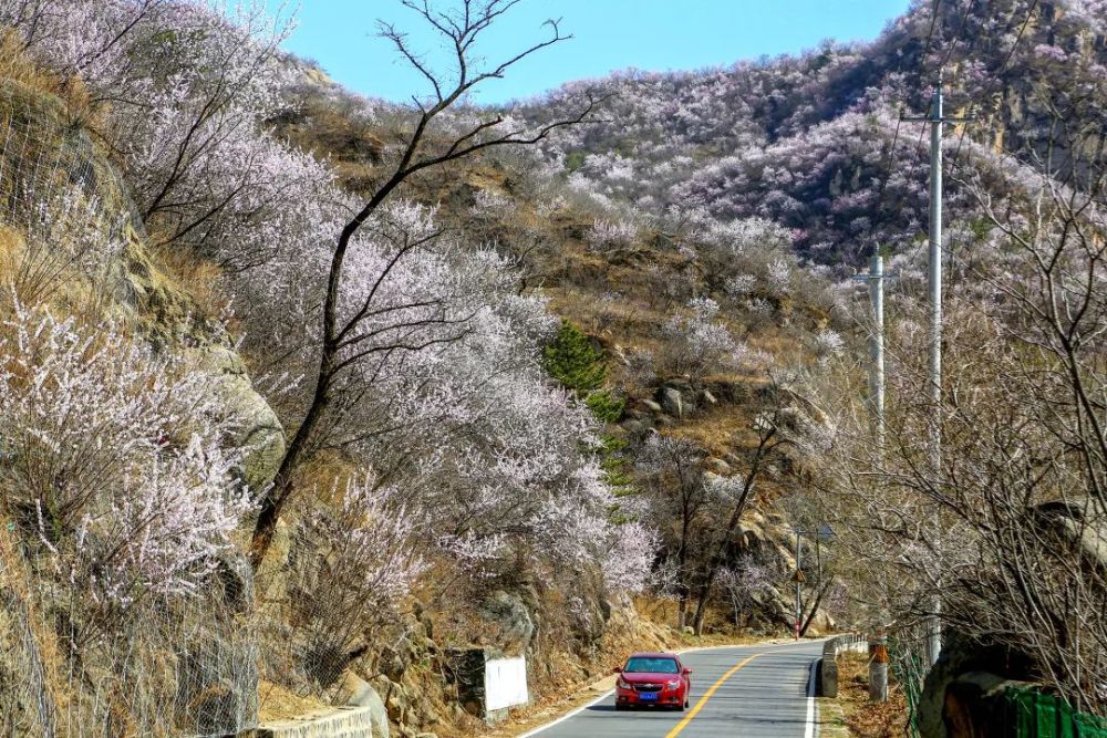 美图|怀长路-安四路的春天 景美人少慢开车