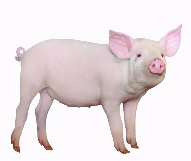 本土黑猪味道不输牛肉,为何却接近灭绝?让引进的洋白猪称霸肉界