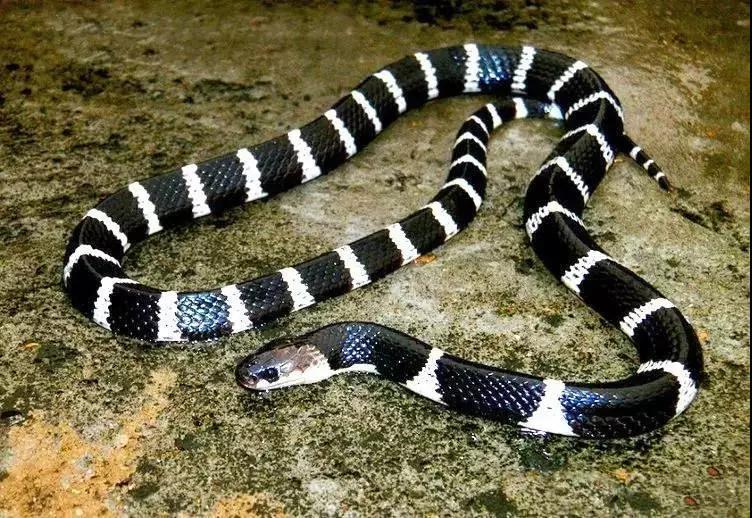 云南盈江新发现了一种毒蛇,以白素贞命名,专家要求保护