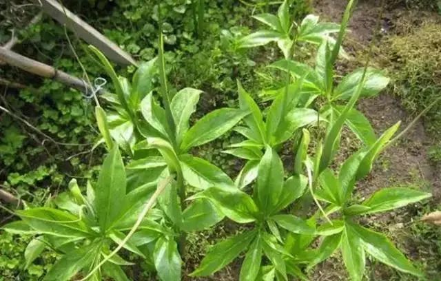 正是吃野菜的好时节,但是哪些野菜可以吃,哪些有毒,你