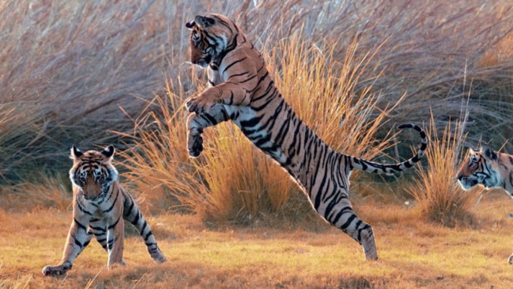 为什么非洲没有老虎?当年放养非洲的5只华南虎现在怎么样了?