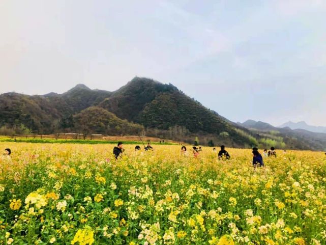 届时,东石村的七彩油菜花田将与沿环山路一线的西安秦岭野生动物园,古