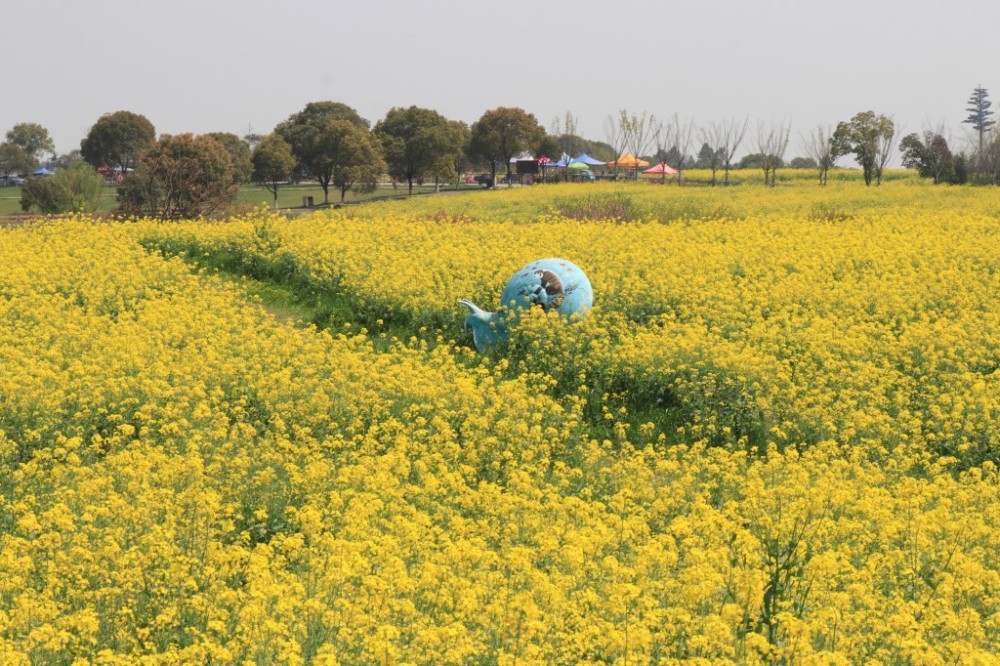 高淳慢城油菜花开.最美花田等你来"赏"!