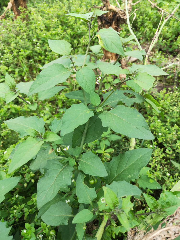 白花菜的果子可以吃吗 浆果和叶子均可食用,但叶子含有大量生物碱,须