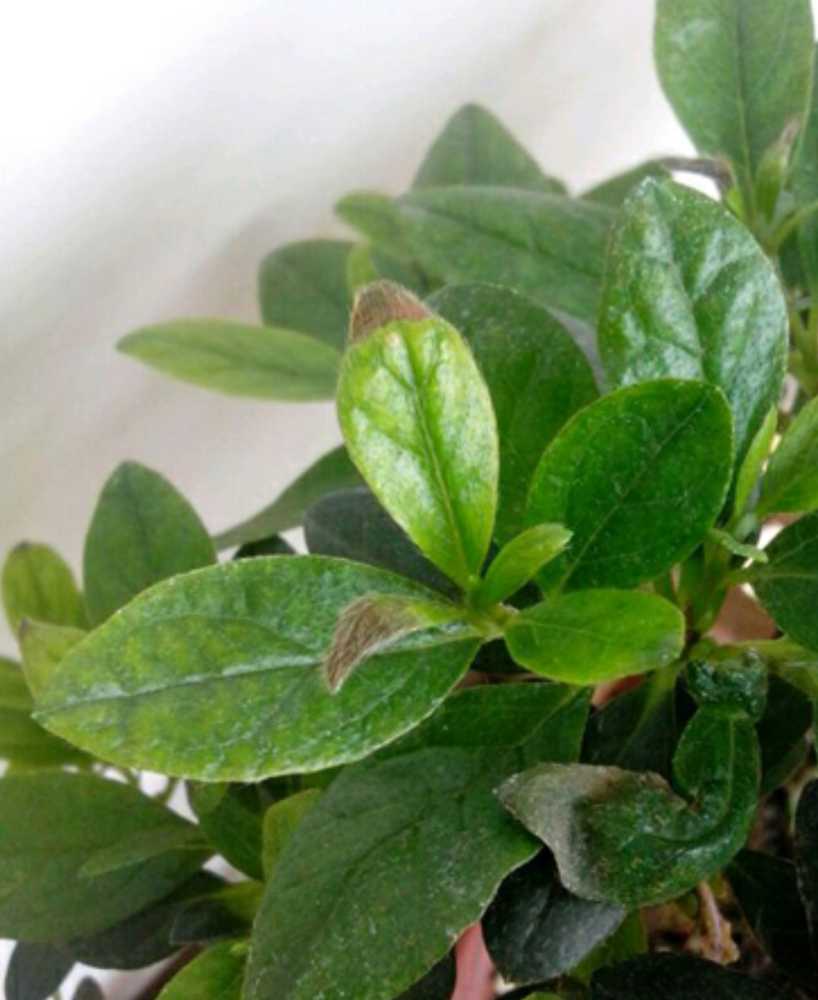 杜鹃花叶片干枯不好看,这样处理和养护,叶片茂盛花朵旺