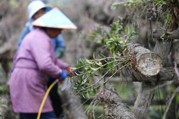 3月25日,在贵州省锦屏县铜鼓镇铁皮石斛种植基地,村民在种植铁皮石斛.