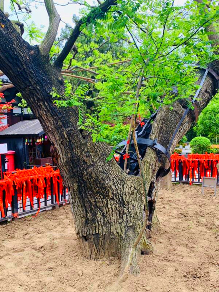 江苏发现一棵珍贵古槐,传闻楚霸王项羽手植,已2000多岁