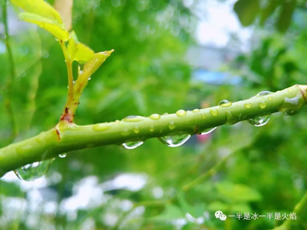 散文诗:关于春天,关于雨