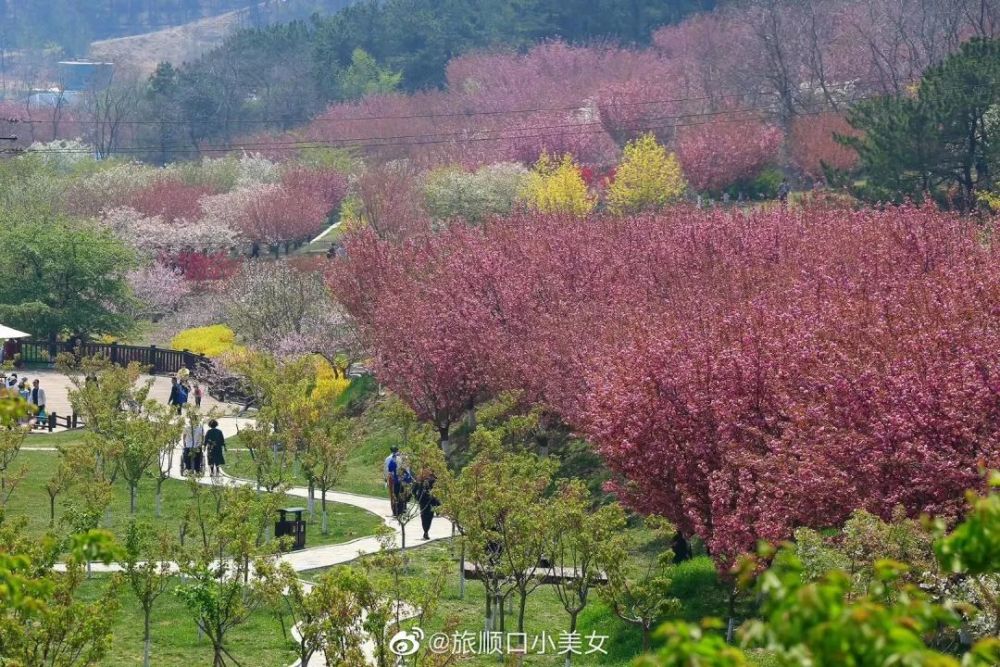 目前, 劳动公园樱花,旅顺太阳沟樱花均处于芽鳞开裂期,相比市区, 旅顺