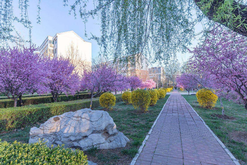 潍坊科技学院万物生春意浓莫负潍科好风景