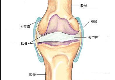 膝关节半月板病变的 mri 诊断与鉴别