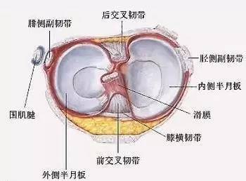 四个简单动作保护半月板!