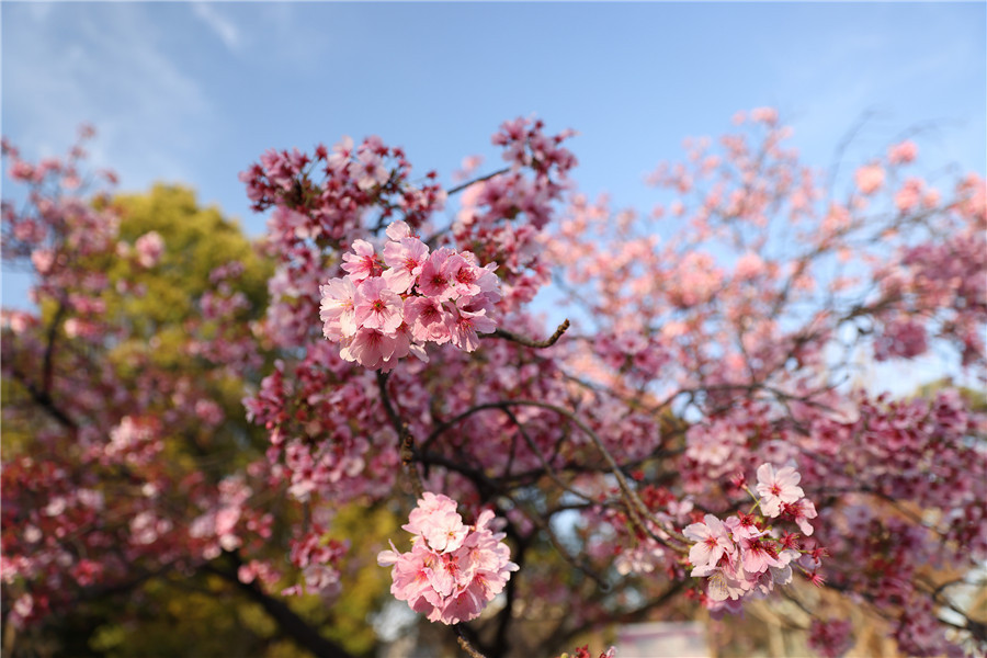 日本东京迎来樱花盛花期