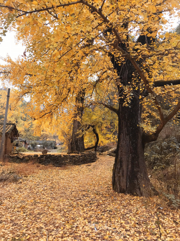 湖北随州永兴村,隐匿着一个千年银杏谷,秋天这里就是金色的仙境