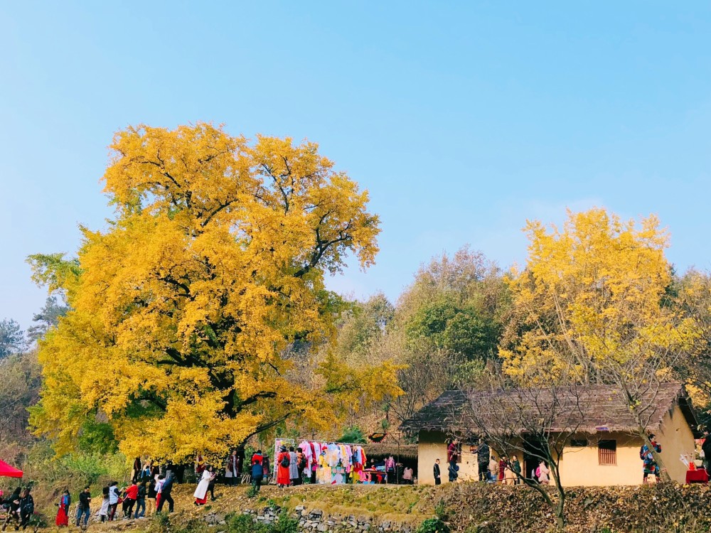 湖北随州永兴村,隐匿着一个千年银杏谷,秋天这里就是金色的仙境