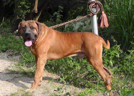 世界十大猛犬第二名,日本土佐犬.