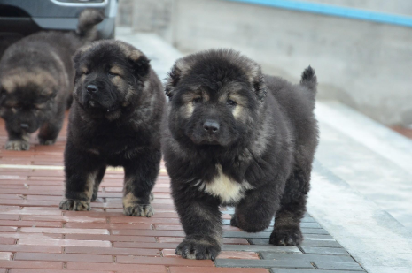 世界十大猛犬第三名,俄罗斯高加索犬.