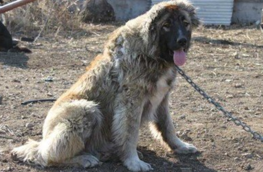 世界十大猛犬第三名,俄罗斯高加索犬.