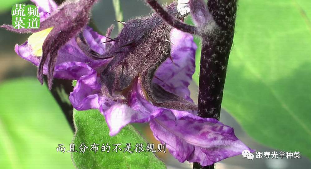 茄子"紫花"莫大意,可能是病毒