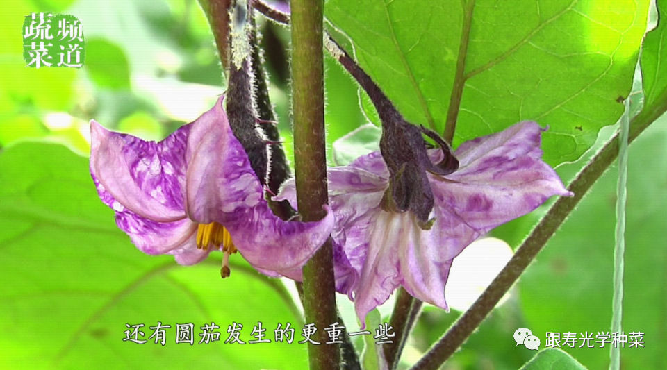 茄子"紫花"莫大意,可能是病毒