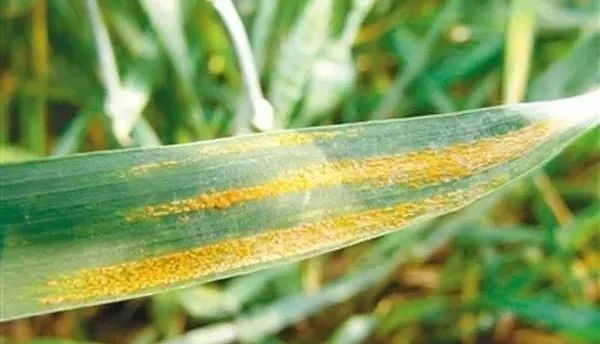 【农业科技】未来降水多,这些小麦条锈病预防办法不可