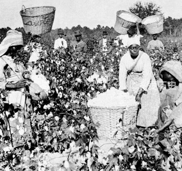 美国利用黑奴强迫劳动的罪证照 西方政客身上沾满血腥的棉花