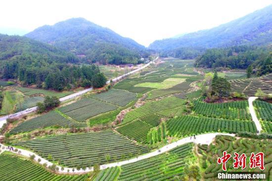 探访武夷山燕子窠生态茶园