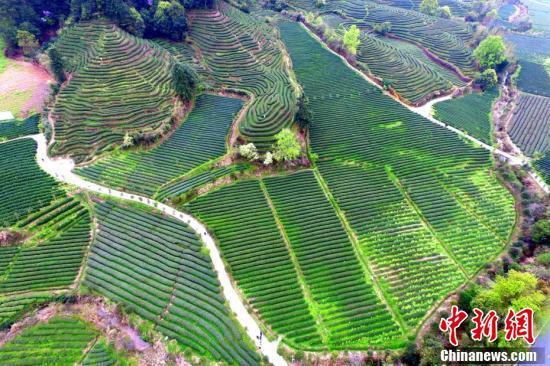 武夷山燕子窠生态茶园青山披翠,景色宜人,是武夷岩茶中的上品"正岩茶