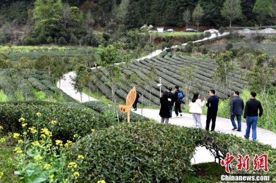 探访武夷山燕子窠生态茶园