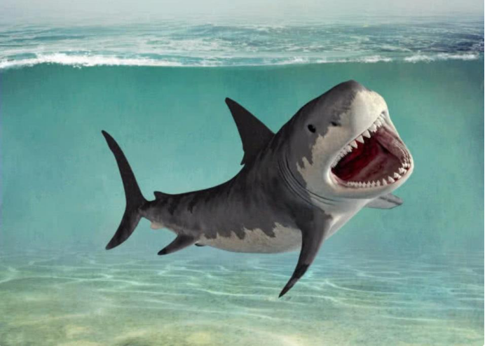 除了一种情况外,鲨鱼是真的下不了口