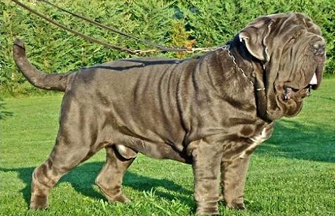 世界十大猛犬第四名纽波利顿犬